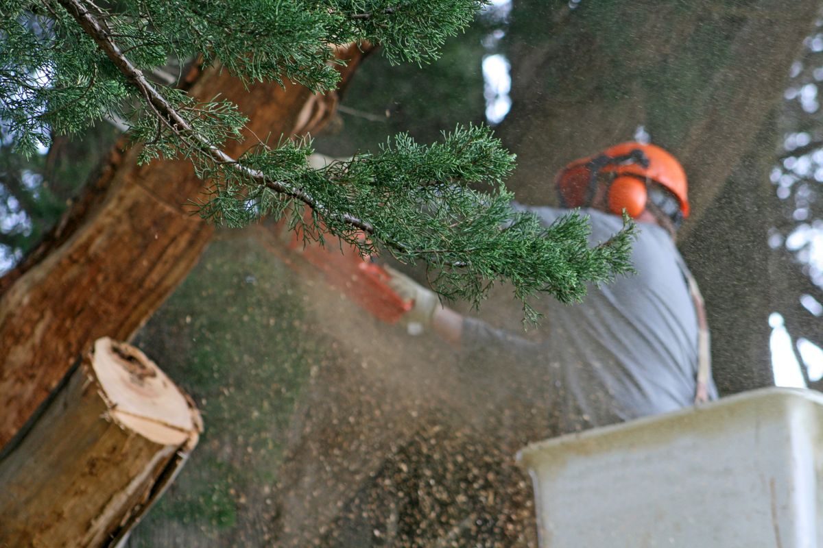 Corte de árbol con motosierra, trabajo real de Ecopodas