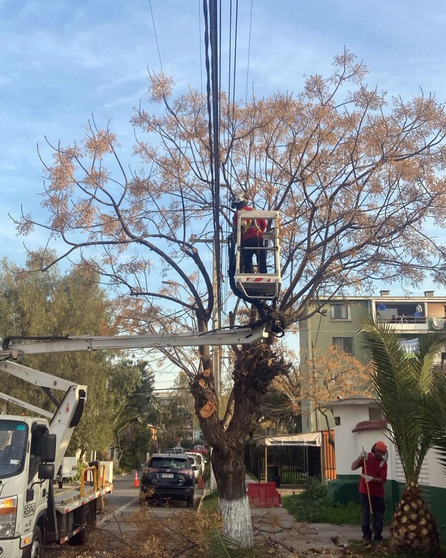 Poda con equipos alzahombres junto a líneas eléctricas