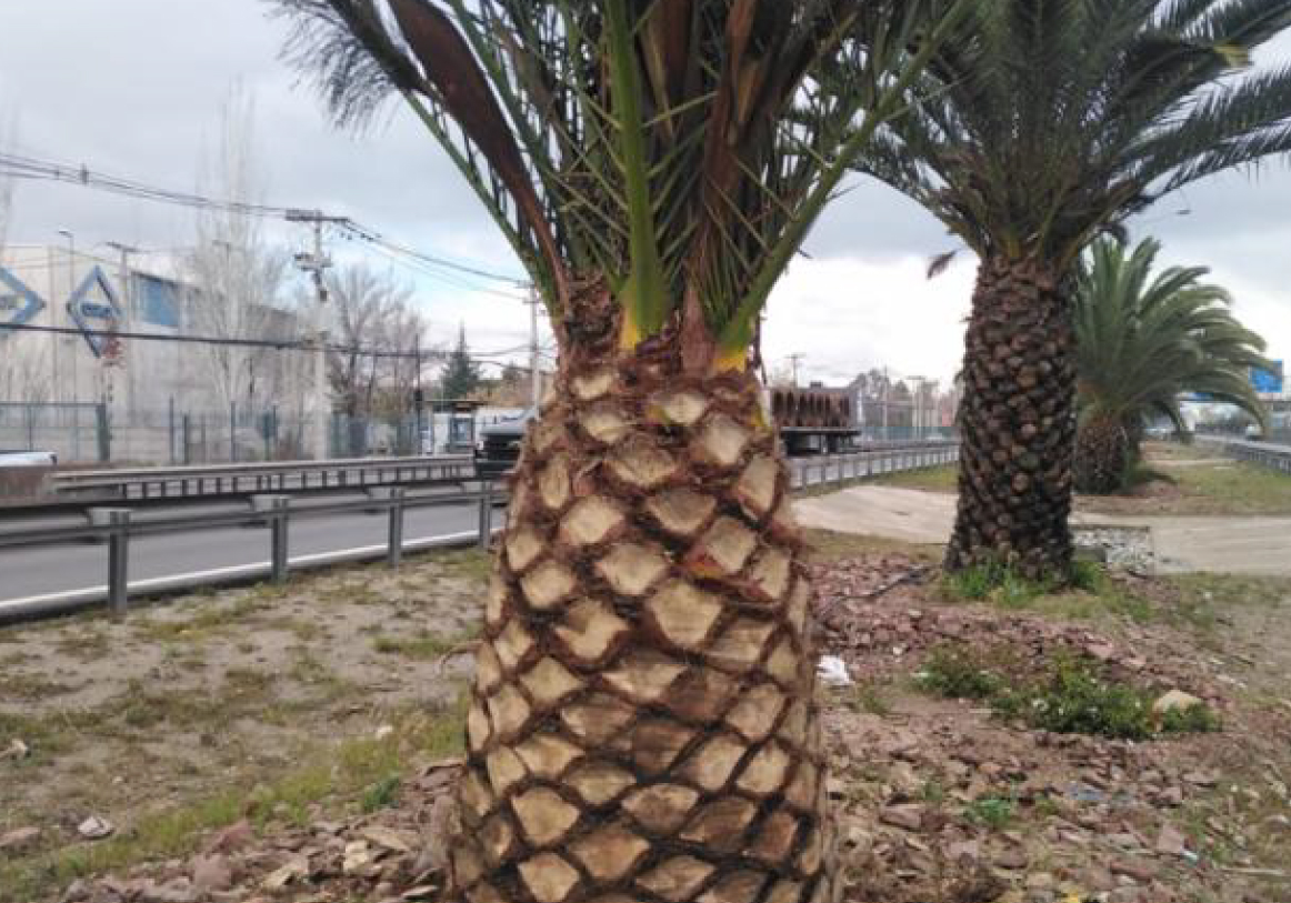 palmera